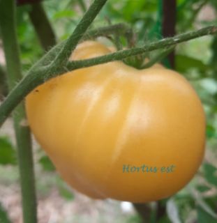 Semi Pomodoro DWARF