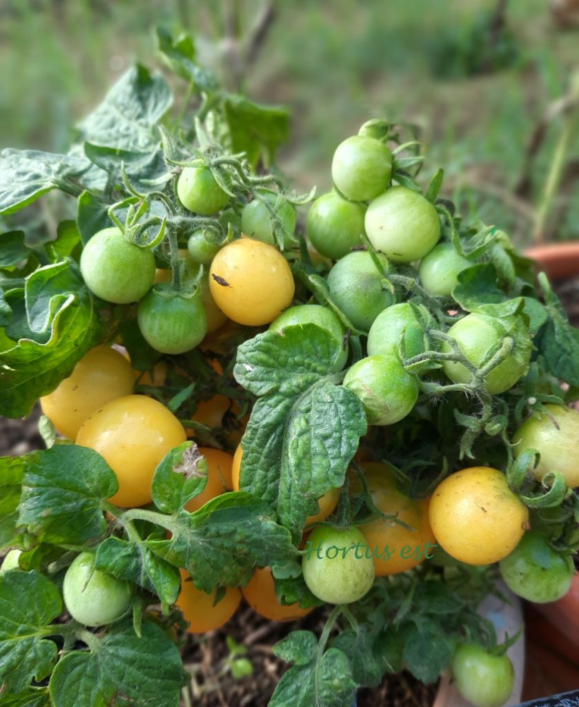 Semi pomodoro MINI DWARF 