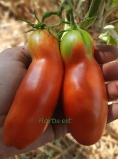 Semi pomodoro
