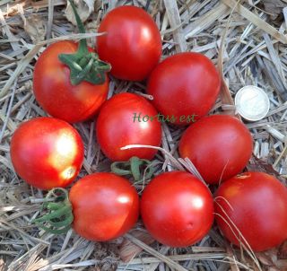 Semi Pomodoro