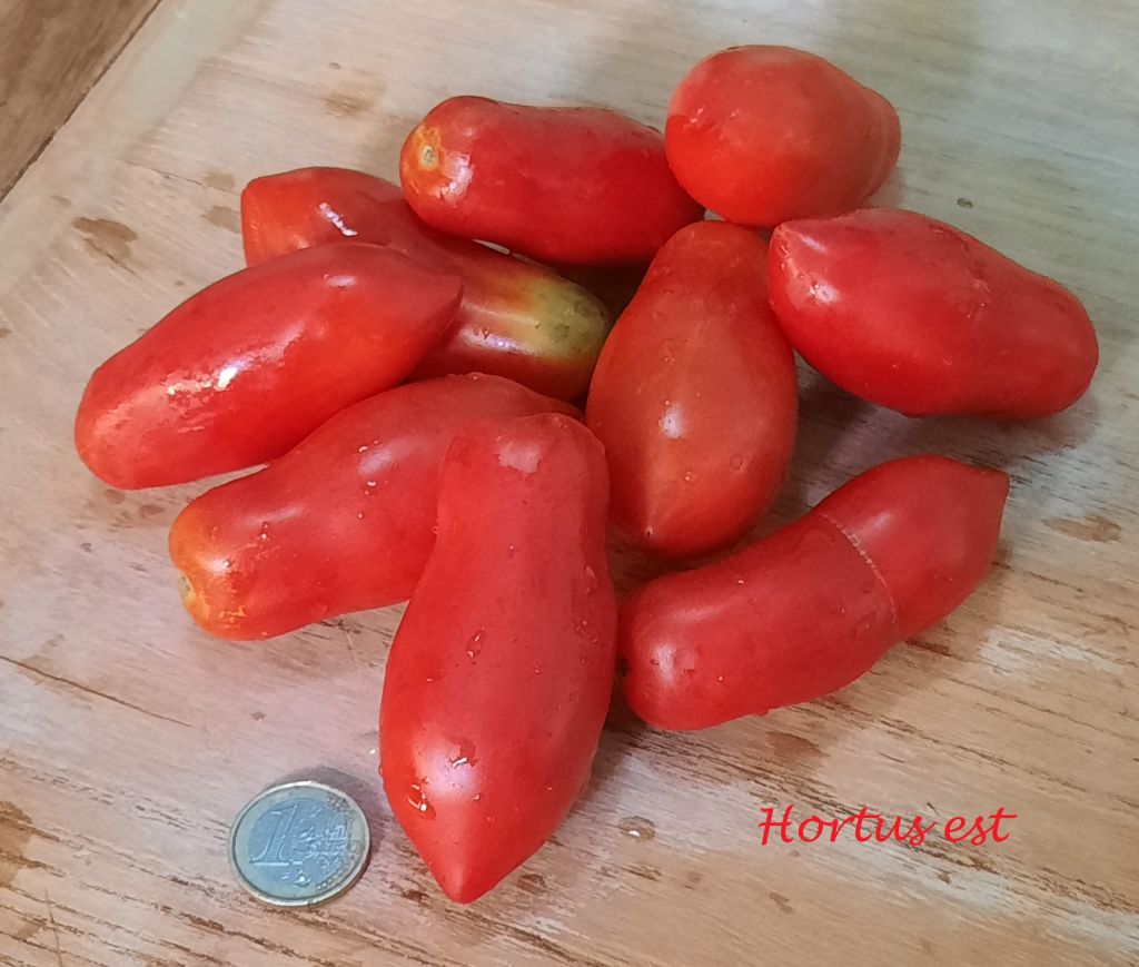 Semi Pomodoro “10 dita di Napoli”