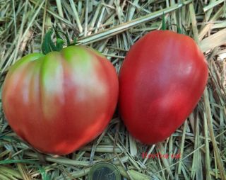 Semi POMODORO