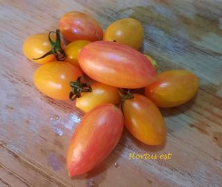 Semi Pomodoro