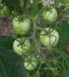 Semi Pomodoro