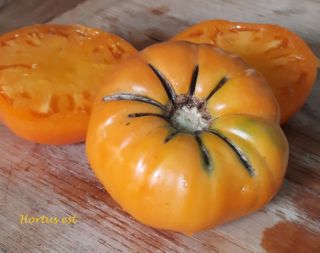 Semi pomodoro