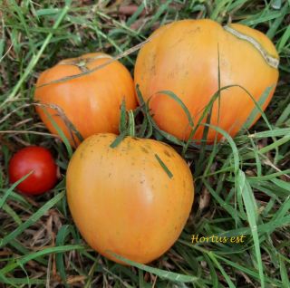 Semi pomodoro