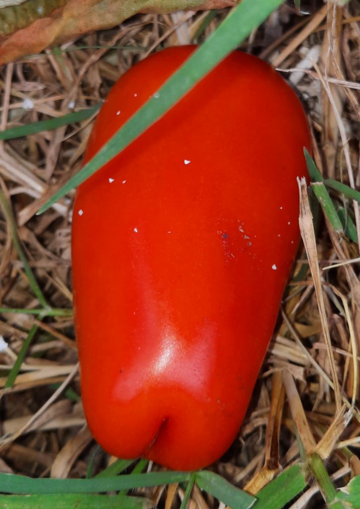 Semi pomodoro 