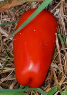 Semi pomodoro