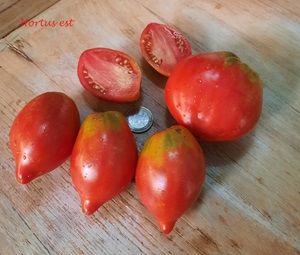 Semi Pomodoro
