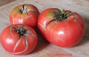 Pomodoro