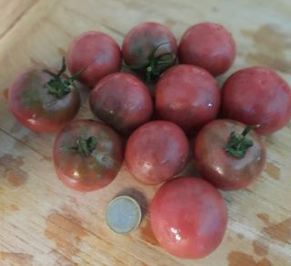 Semi Pomodoro