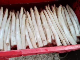 Asparago bianco
