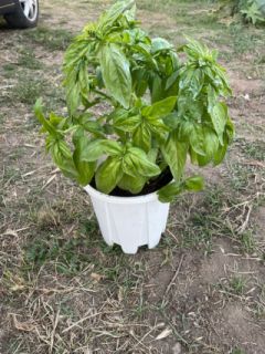 Pianta di basilico