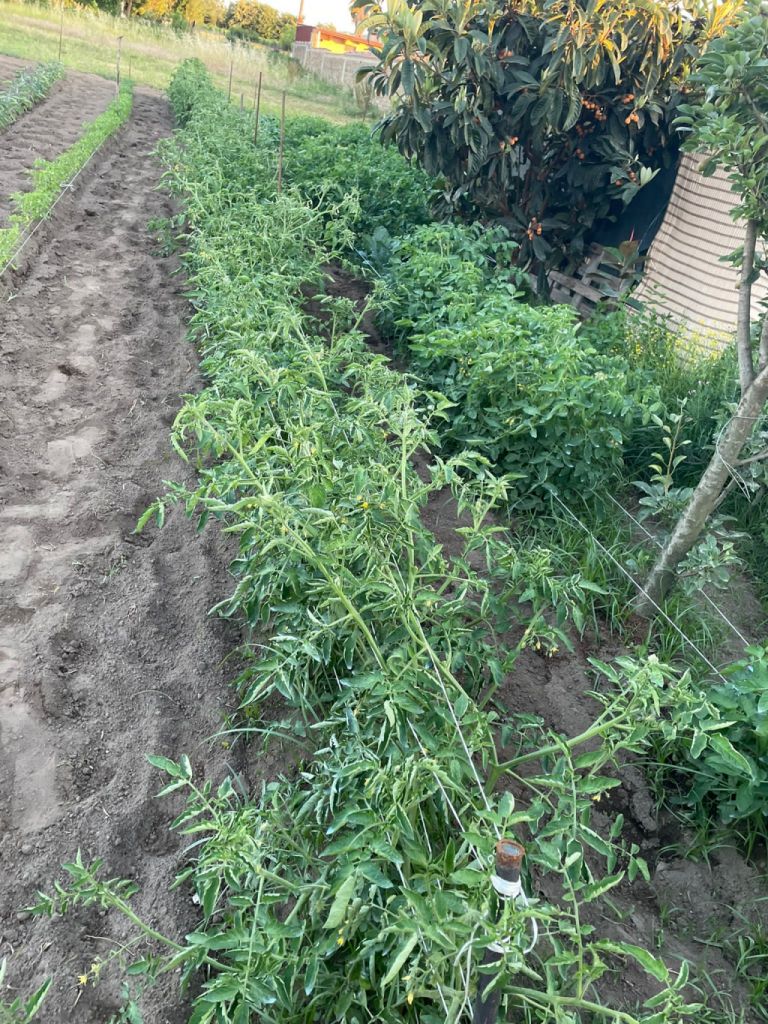 Pomodori del Vesuvio