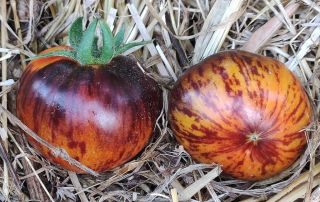 Semi pomodoro