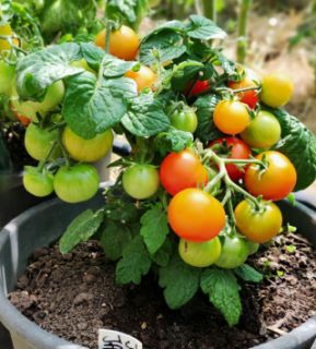 Semi pomodoro bonsai