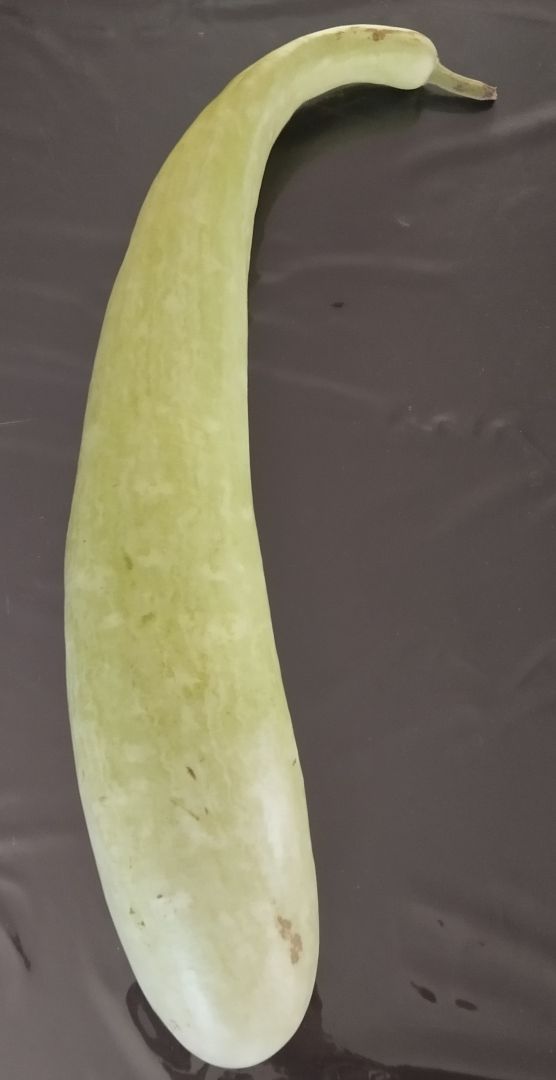 Zucchina lunga estiva