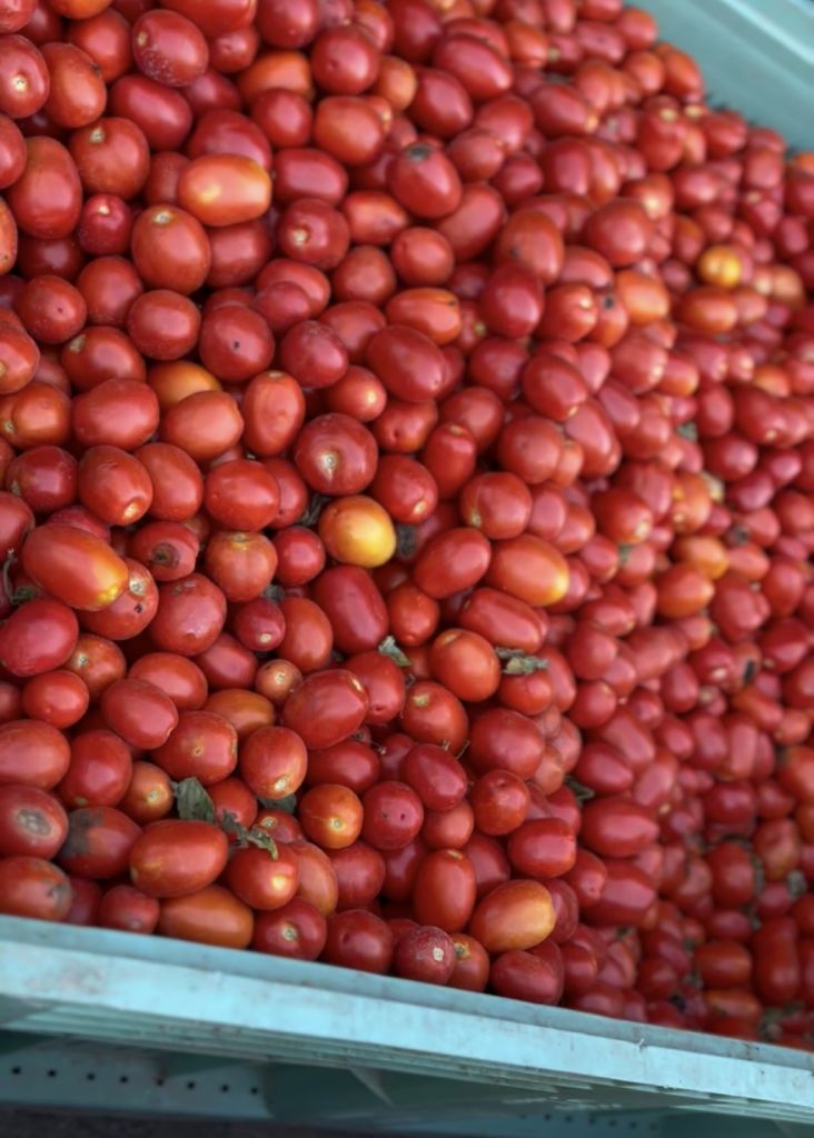 Vendita di pomodori per conserve o bottiglie già pronte
