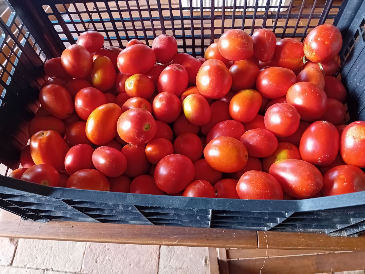 Pomodori tondo rosso