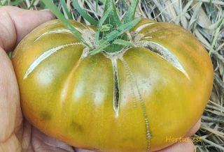 Semi pomodoro