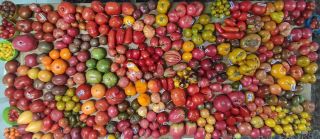 Semi pomodori