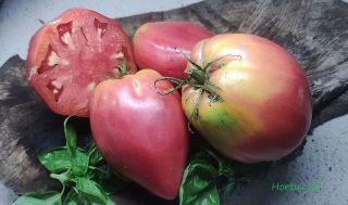 Semi pomodoro