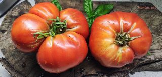 Semi pomodoro