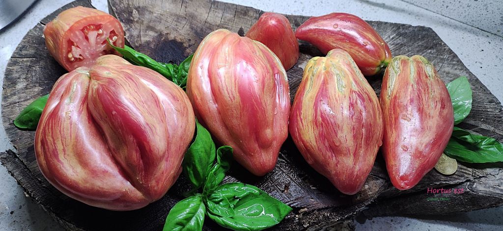 Semi pomodoro “Riga tulip