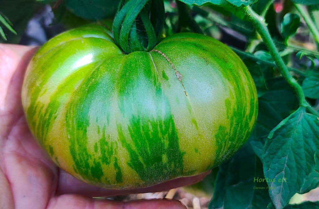 Semi Pomodoro “Cherokee lime stripes”