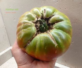 Semi pomodoro