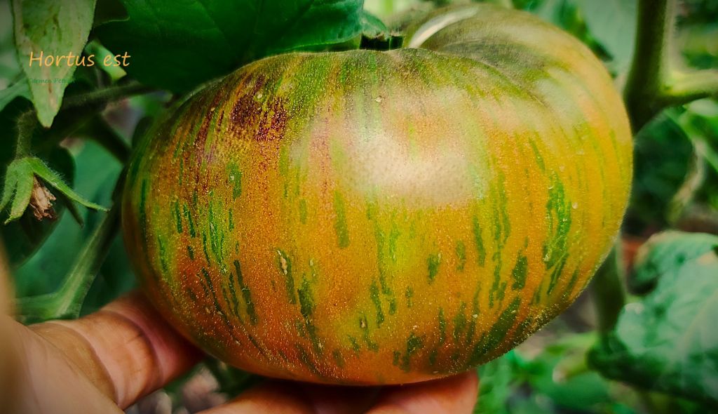 Semi Pomodoro “The Thong”