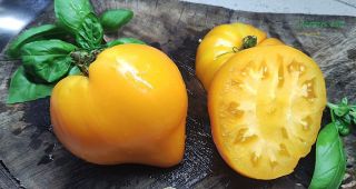 Semi pomodoro