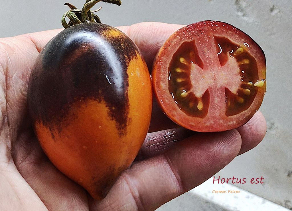 Semi pomodoro 