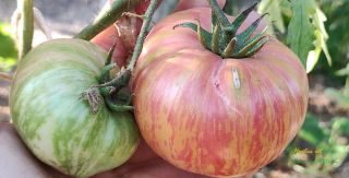 Semi pomodoro