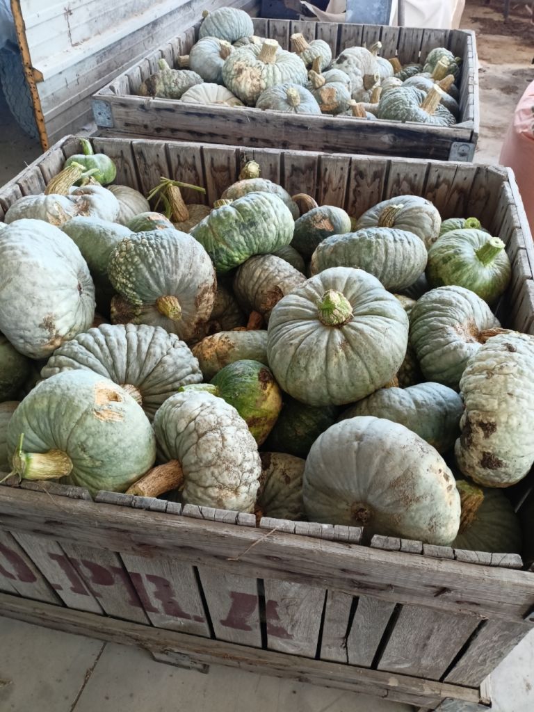 Zucca Beretta Piacentina