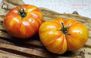 Semi Pomodoro