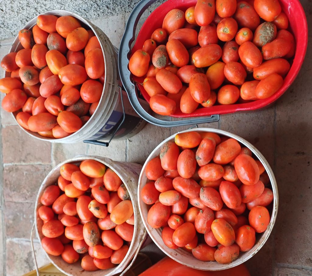 pomodori da salsa san Marzano