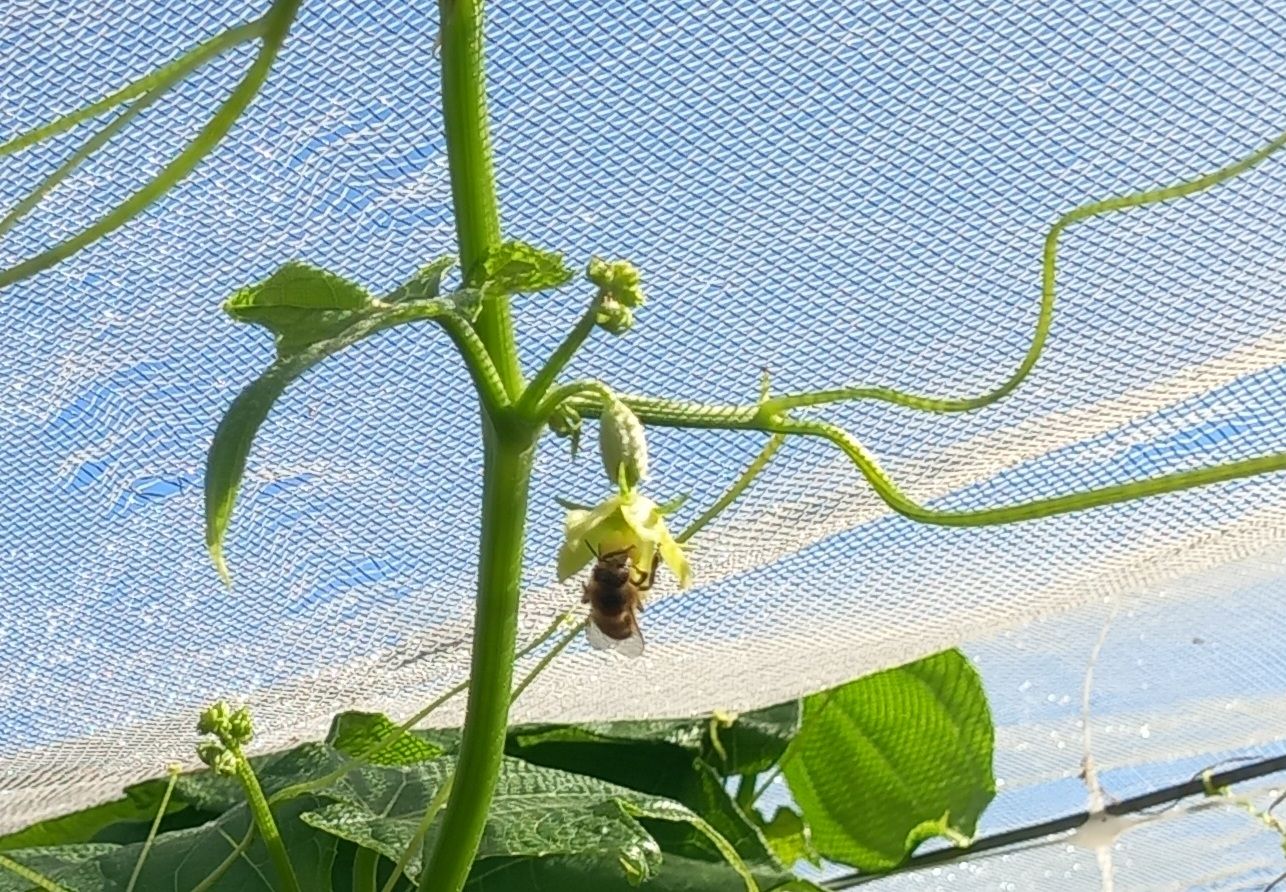 Zucchina spinosa chayote 100%biologica