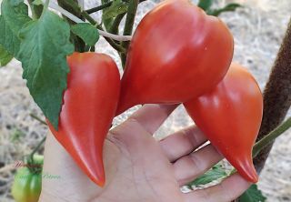 Semi pomodoro