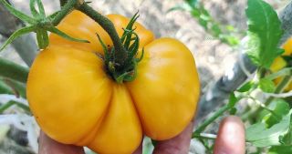 Semi Pomodoro “Tasmanian Blushing Yellow