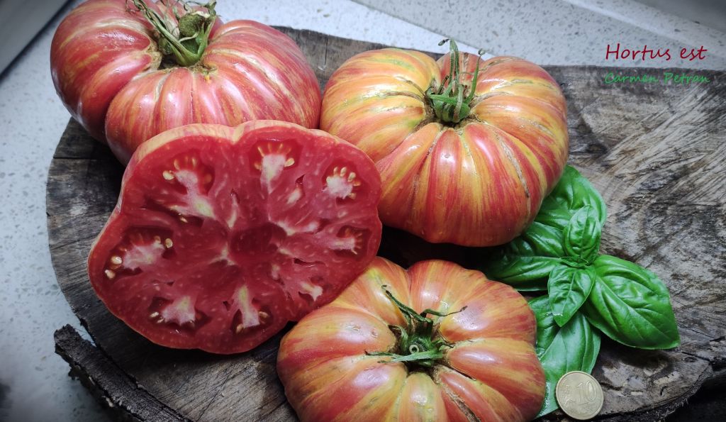 Semi Pomodoro “Jazz”