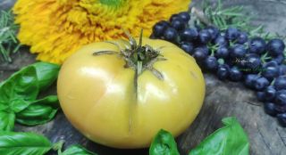 Semi Pomodoro