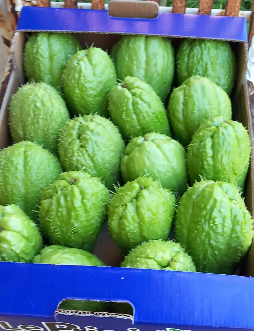Zucchina spinosa chayote 100%biologica siciliana