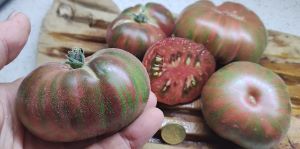Semi Pomodoro