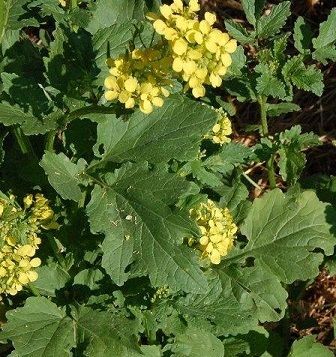 Semi Senape - Brassica alba