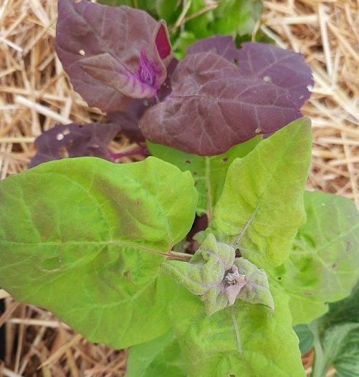 Semi Atreplice - Atriplex hortensis