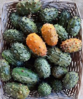 Semi Kiwano