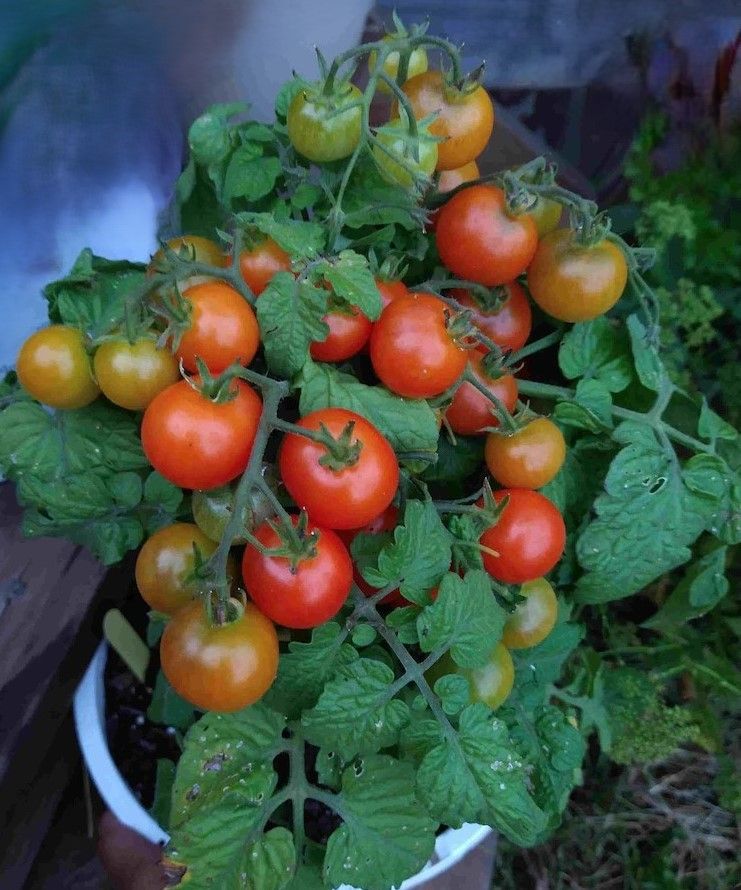 Semi pomodori MICRO NANI