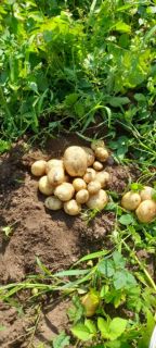 PATATE