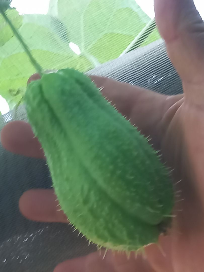Zucchina spinosa chayote 100%biologica siciliana